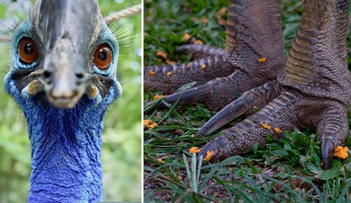 Dünyadakı ən təhlükəli quş öz sahibini öldürdü - FOTO