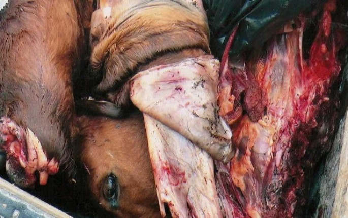 Mal əti adı ilə əhaliyə at əti satılıb - Daha bir iyrənc əməl