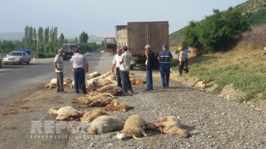 İsmayıllıda yük avtomobili 70 baş qoyunu vurub – FOTO