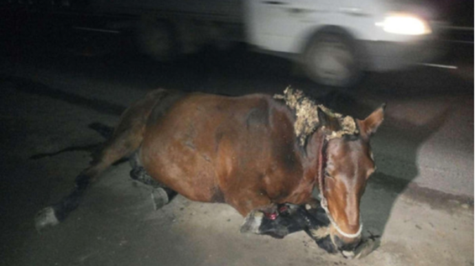 Cəlilabadda avtomobil atlını vuraraq xəsarət yetirdi