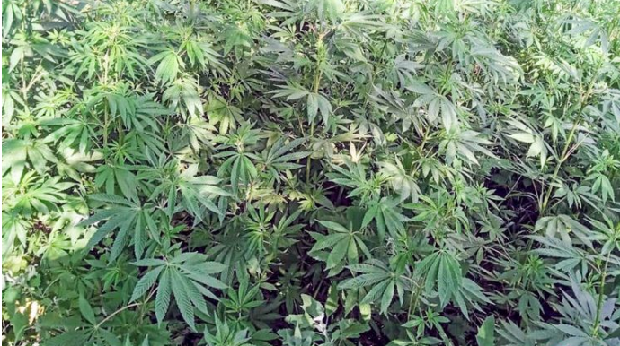 Ağstafada və Goranboyda 7 tona yaxın narkotik məhv edilib 