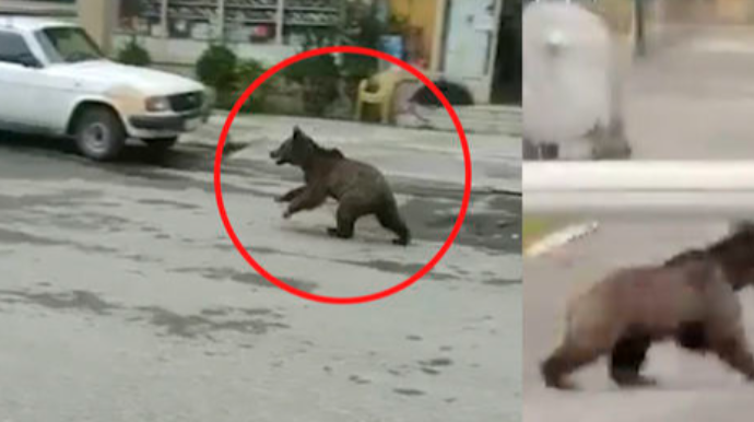 Yaşayış yerlərində vəhşi heyvanlar niyə artıb? - AÇIQLAMA 