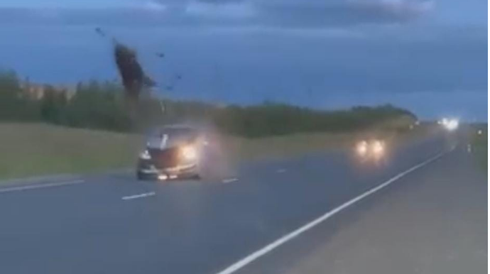 Avtomobil iribuynuzlu heyvanla toqquşdu - VİDEO