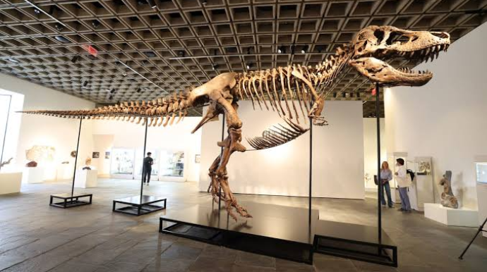 Dinozavr skeleti rekord qiymətə satıldı 
