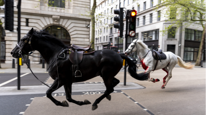 Qaçan atlar küçələrdə xaosa səbəb oldu; 4 nəfər xəsarət alıb 