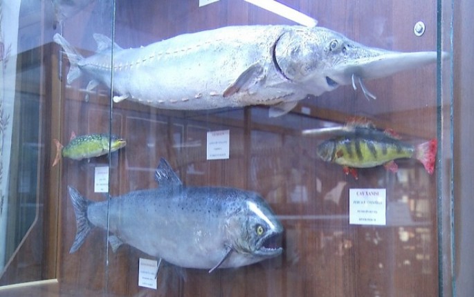 Azərbaycanda 350 milyon yaşı olan su canlılarının qalıqları tapılıb - FOTO