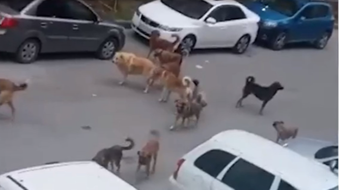 Masazırdakı sahibsiz itlərlə bağlı - Rəsmi açıqlama 