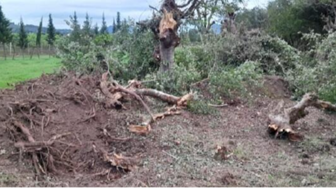Tovuzda ağaclarının qırılması ilə bağlı araşdırma aparılır 