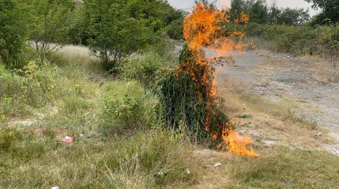 Ağsuda 1 tondan artıq çətənə kolu yandırılıb  - FOTO