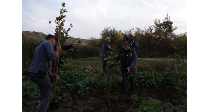 На территории освобожденного от оккупации села Физулинского района высажены восточные платаны  - ФОТО
