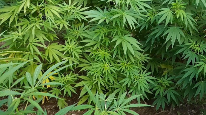 Kür çayının sahilində çətənə bitkiləri yetişdirən şəxs tutulub  - FOTO