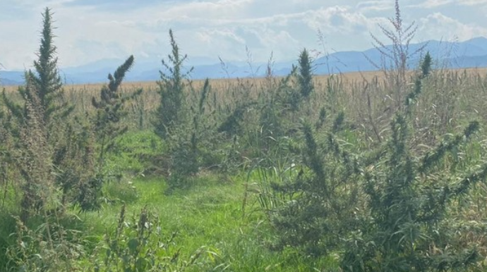 Xocalıda narkotik plantasiyası aşkarlanıb  - FOTO