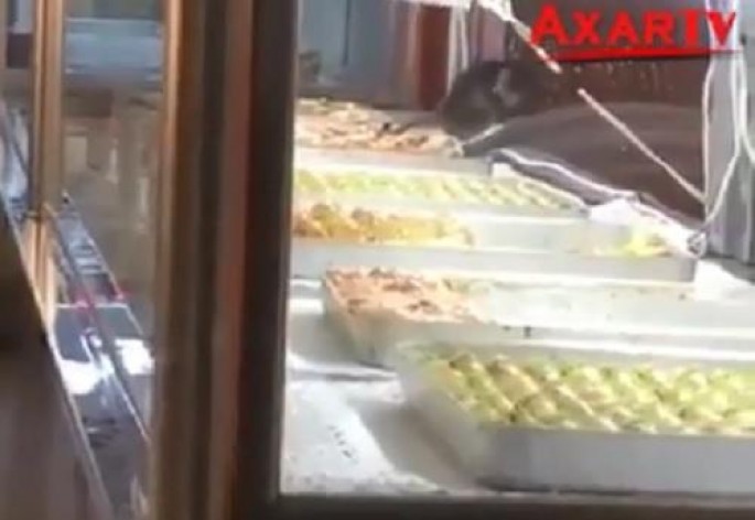 Vitrinində siçovul gəzən mağaza ilə bağlı qərar - VİDEO