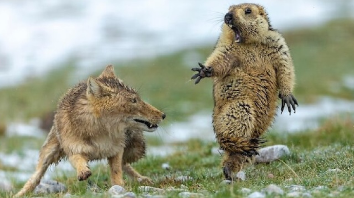 Təbiətin ən gülməli anları - FOTOLAR