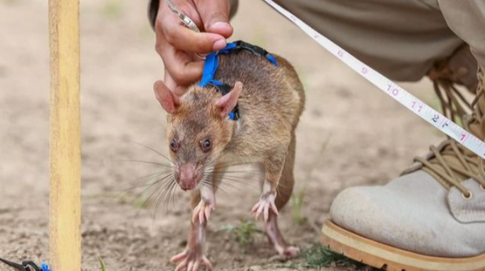 Azərbaycanda minatəmizləmə işlərinə siçovullar cəlb olunub 