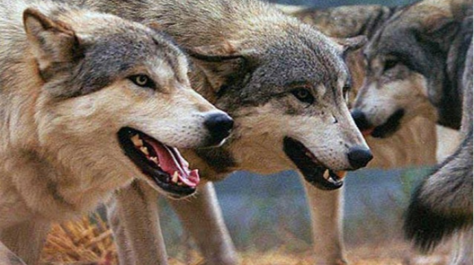 İmişlidə canavarlar kəndə hücum ediblər - VİDEO 