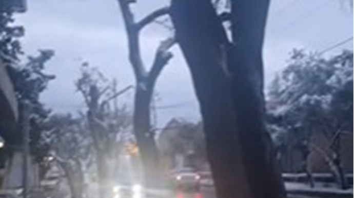 Maştağada ağaclar məhv edilir -  Cinayət işi başlanıldı - VİDEO (YENİLƏNİB) 