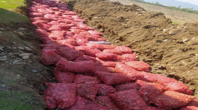 Rusiyadan idxal edilən 67 ton kartof yararsız çıxdı