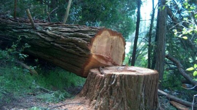 Bakı və Sumqayıtda yaşıllıqların qanunsuz kəsilməsi faktları aşkar olunub
