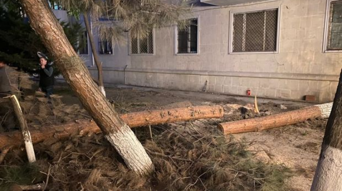 Sumqayıtda ağacları kəsən şəxs böyük məbləğdə cəzalandırıldı   - VİDEO - FOTO