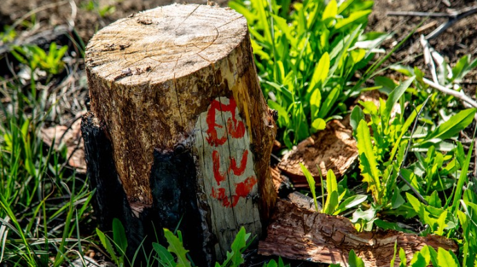 Bakıda gecə saatlarında 30-a yaxın ağac və kol bitkisi məhv edilib