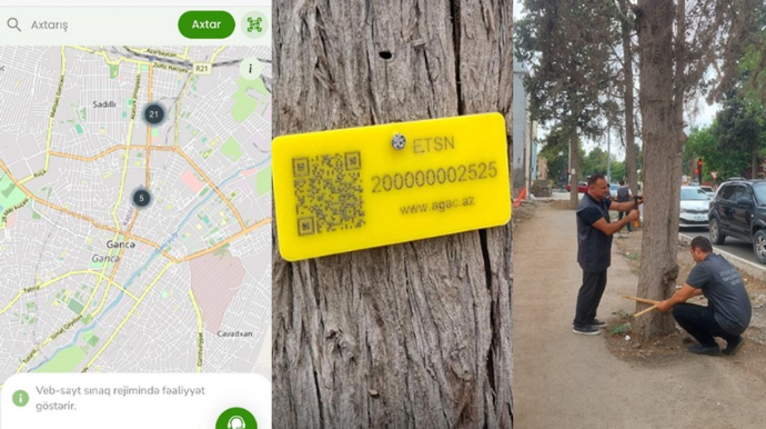 Bakı, Qubadlı və İmişidə ağaclar qanunsuz kəsilib, 71 min 750 manat ziyan dəyib 