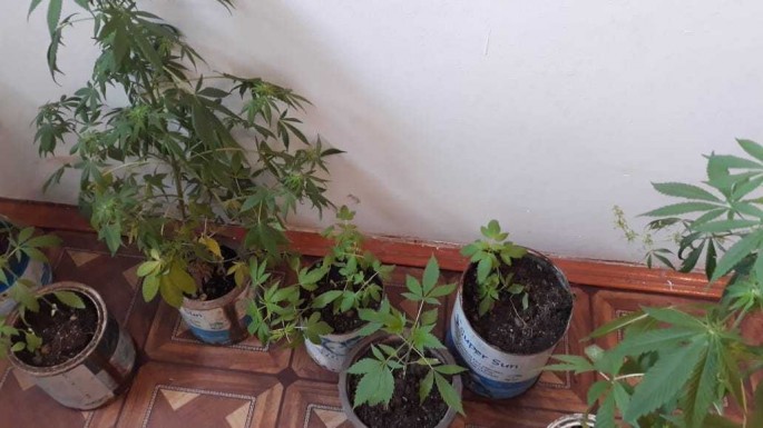 Astarada narkotik tərkibli bitki yetişdirən şəxslər saxlanılıblar - FOTO