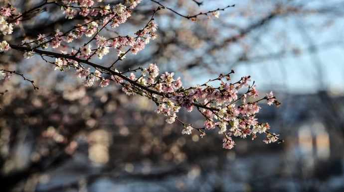 Sabahın hava proqnozu açıqlandı 