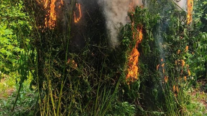 Zaqatalada 3 tona yaxın çətənə kolu məhv edilib  - FOTO