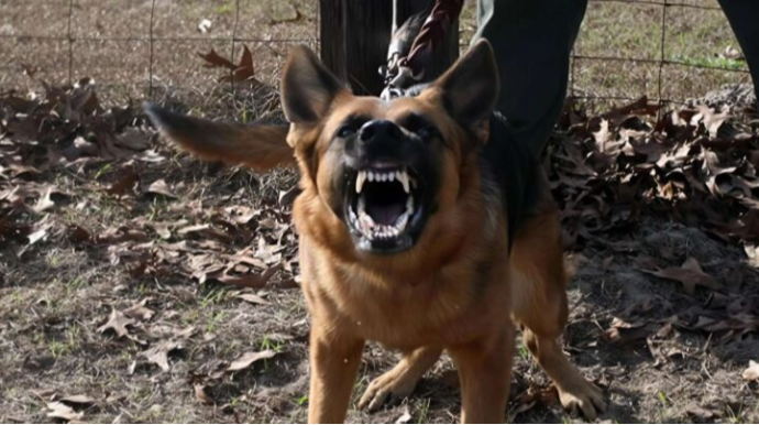 "İt uşağı parça-parça edib, özümə gələ bilmirəm" - Tanınmış bloqer - VİDEO 