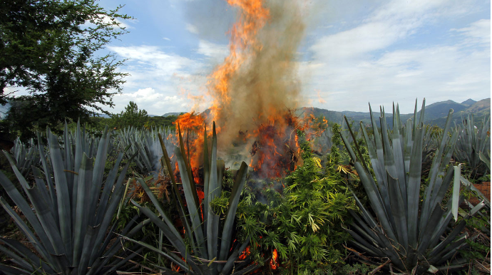 Xaçmazda 1 tondan artıq çətənə kolu məhv edilib