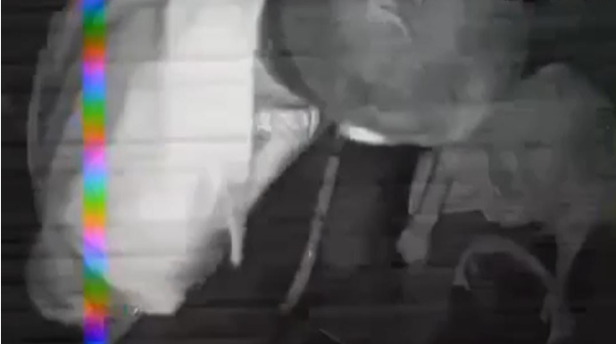 Dayanacaqdan kənarda avtobusa minmək istəyən şəxs sürücüyə xəsarət yetirib - VİDEO - YENİLƏNİB