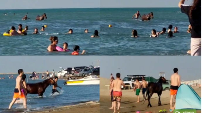 Atları çimərliyə salan şəxs məsuliyyətə cəlb edildi - VİDEO