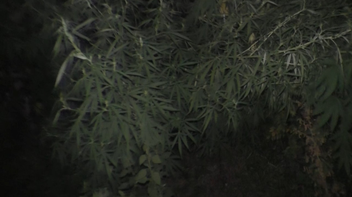 Şəmkirdə 45 kq çətənə kolu aşkarlanıb 