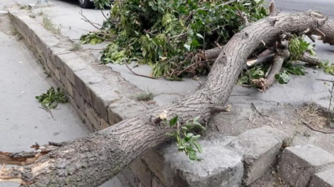 Bakıda güclü külək səbəbindən 34 ağac aşdı 