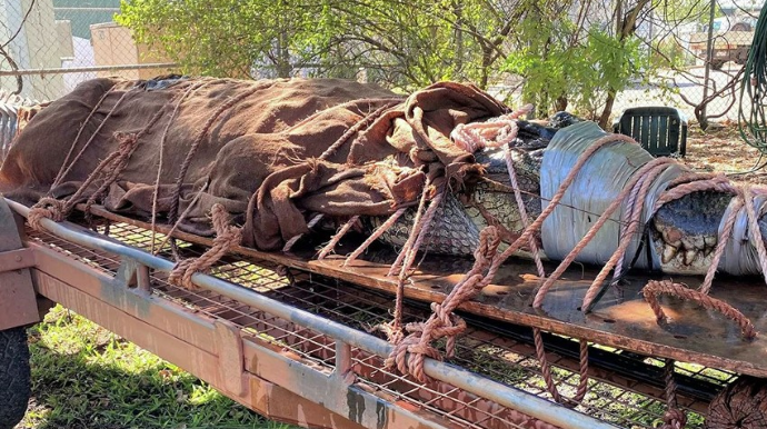 Avstraliyada 350 kiloqram ağırlığında timsah tutulub