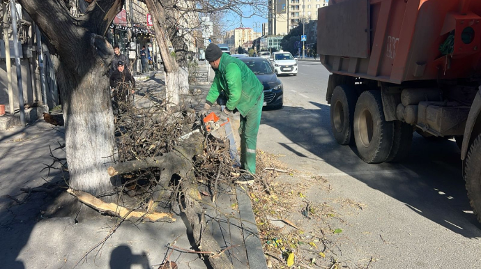 Güclü küləklə əlaqədar Bakda 8 ağac sınıb - FOTOLAR 