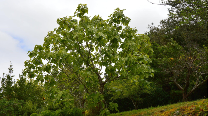 Keniyada əncir ağacları karbon qazını daşa çevirir 