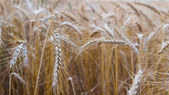 Azərbaycanda buğda əkini tələbatı niyə ödəmir? - VİDEO 