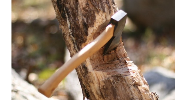 Oğuzda ağacların kəsilməsi ilə bağlı araşdırmalar başlayıb