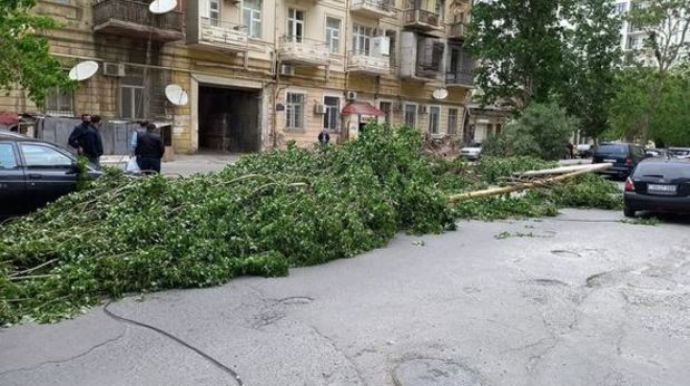 Сильный ветер повалил деревья в Баку