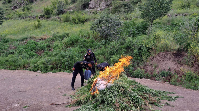 Laçında 1 tona yaxın çətənə bitkisi məhv edildi - FOTO