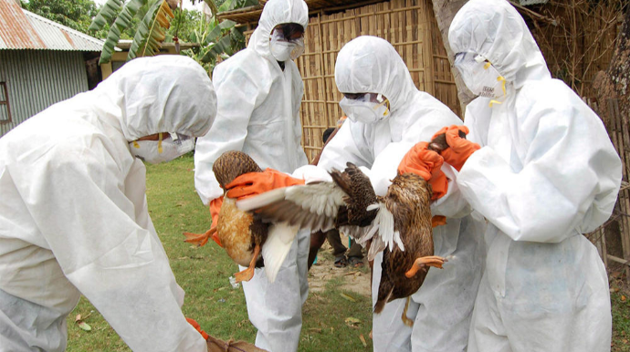 Bu ölkədə quş qripi yayılıb - 180 mindən çox quş məhv ediləcək 