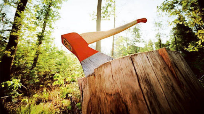 Bakıda qaraj tikmək istəyən vətəndaş ağacları kəsdi - RƏSMİ