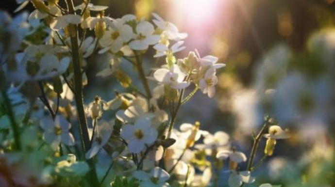 Umayra Tağıyeva:  “Yay aylarında kəskin isti günlərin sayı artıb”