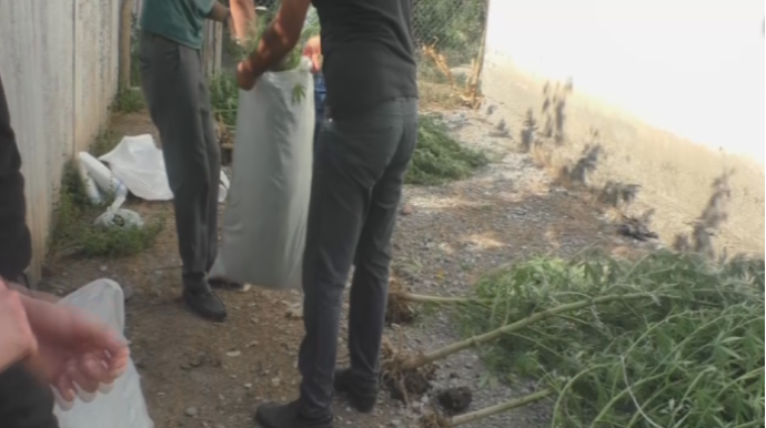 Göyçayda bostanda çətənə kolu yetişdirən şəxs saxlanılıb   - FOTO