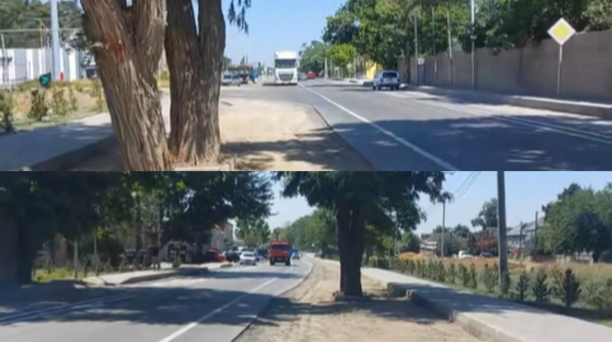 Xudatda yol ortasındakı ağac sürücülərin hərəkətini ÇƏTİNLƏŞDİRİB - VİDEO