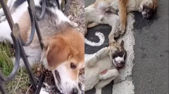 Zaqatalada küçə itlərinin öldürülməsi ilə bağlı AÇIQLAMA   - VİDEO