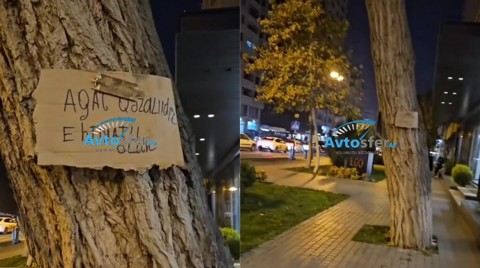 Yenə vətəndaşlar ağacın aşmasından xəbər verir, qurumlardan reaksiya yoxdur - VİDEO