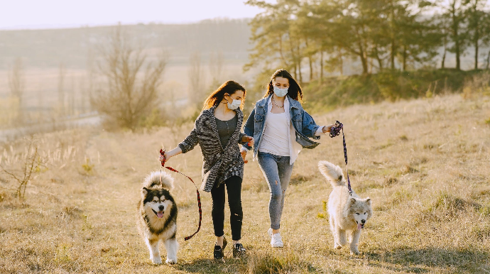 Sərt karantin günlərində itlərin gəzdirilməsi ilə bağlı rəsmi açıqlama